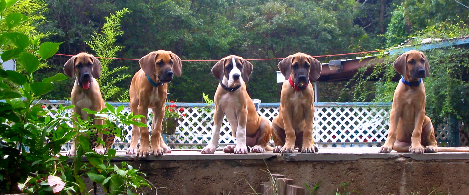 Dog Trainer in Dallas